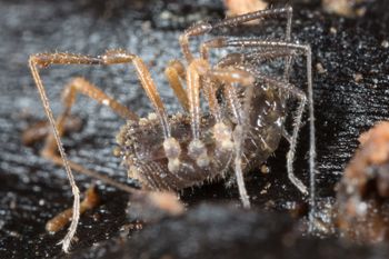 Media type: image; Invertebrate Zoology 138097